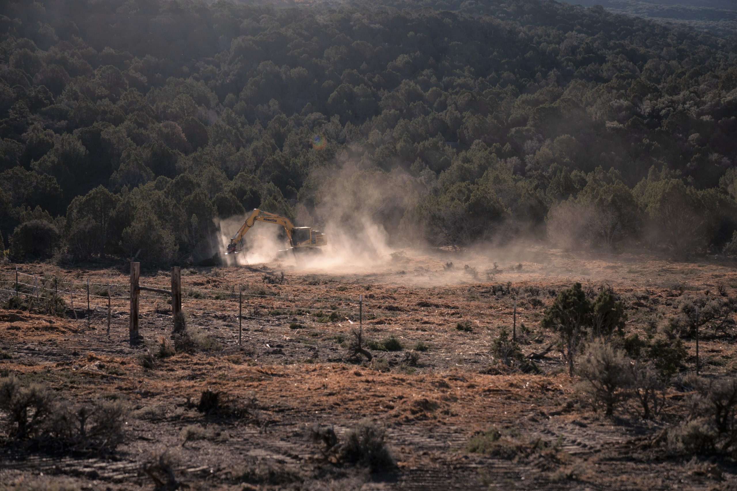 Heavy machinery clearing land on invasive shrubs